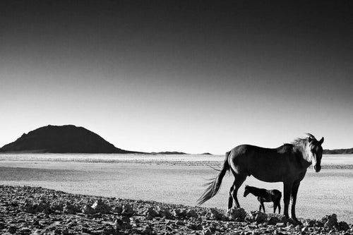 Wild Horses